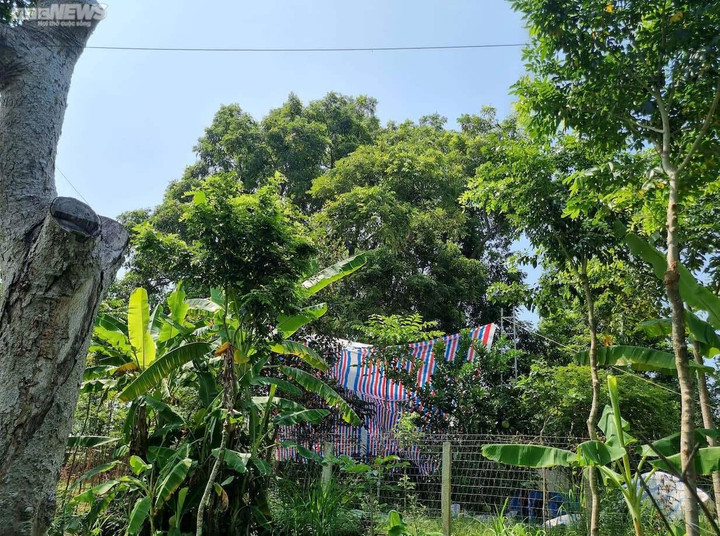 Trèo lên ngọn cây thu hoạch 'vàng đen', nông dân bỏ túi hàng trăm triệu đồng - 1