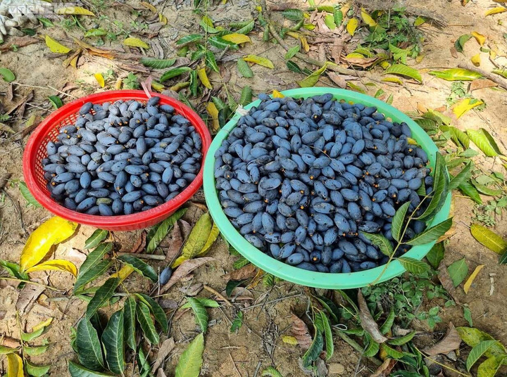 Trèo lên ngọn cây thu hoạch 'vàng đen', nông dân bỏ túi hàng trăm triệu đồng - 4