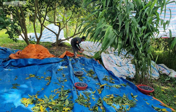 Trèo lên ngọn cây thu hoạch 'vàng đen', nông dân bỏ túi hàng trăm triệu đồng - 10