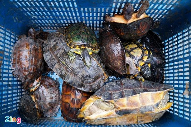 Phát hiện nhiều loại rùa quý hiếm được phóng sinh ở chùa Ngọc Hoàng - 2