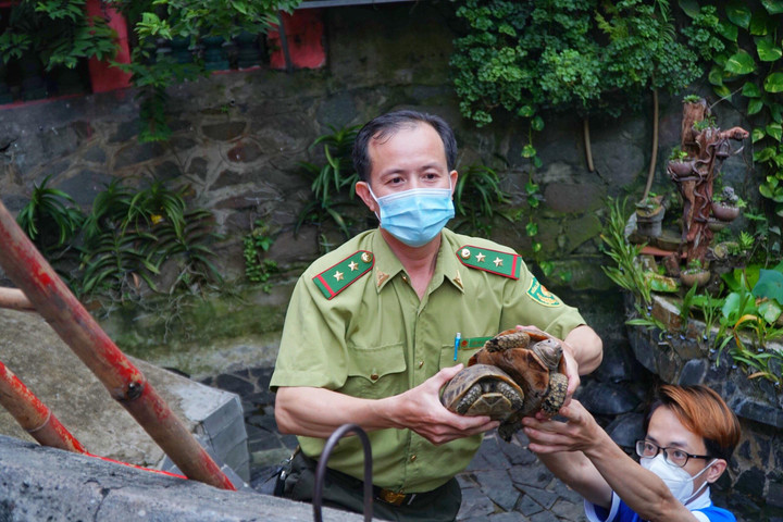 Phát hiện nhiều loại rùa quý hiếm được phóng sinh ở chùa Ngọc Hoàng - 3