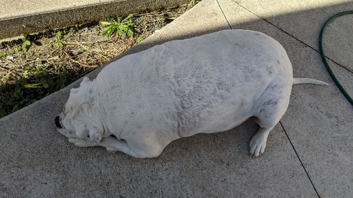 Để chó cưng béo phì, chủ nhân phải hầu tòa và bị phạt hơn 27 triệu - 2