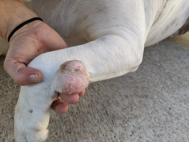 Để chó cưng béo phì, chủ nhân phải hầu tòa và bị phạt hơn 27 triệu - 3