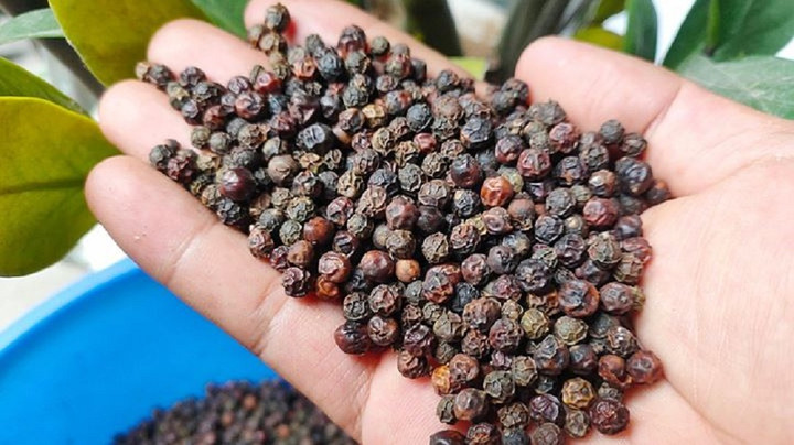 Giá tiêu hôm nay 6/10: Tiếp tục giảm mạnh, thấp nhất ở mức 61.500 đồng/kg - 1