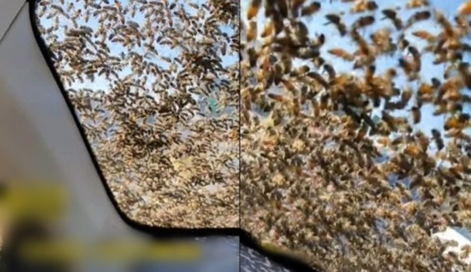 Bắt cóc ong chúa, người đàn ông bị cả đàn ong ‘truy sát’ trả thù - 1