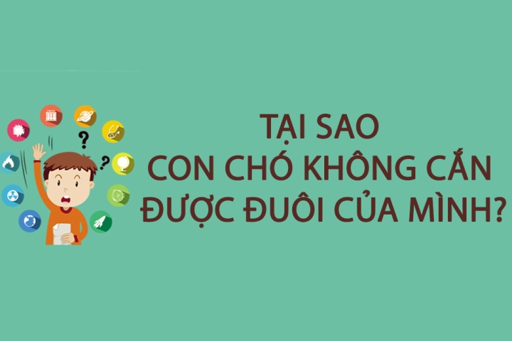 Tại sao con chó không cắn được đuôi của mình? Giải mã hành vi thú vị này