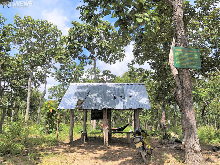 Ảnh: Rừng tự nhiên ở Gia Lai bị lâm tặc phá tan hoang - 6