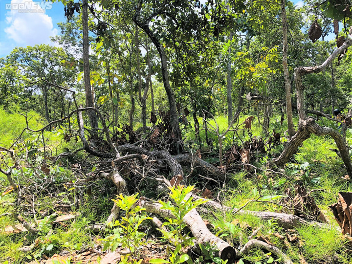 Ảnh: Rừng tự nhiên ở Gia Lai bị lâm tặc phá tan hoang - 10