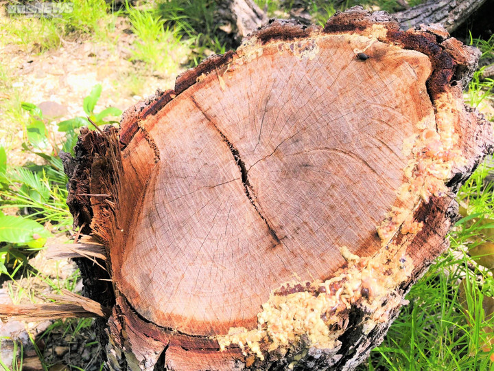 Ảnh: Rừng tự nhiên ở Gia Lai bị lâm tặc phá tan hoang - 4