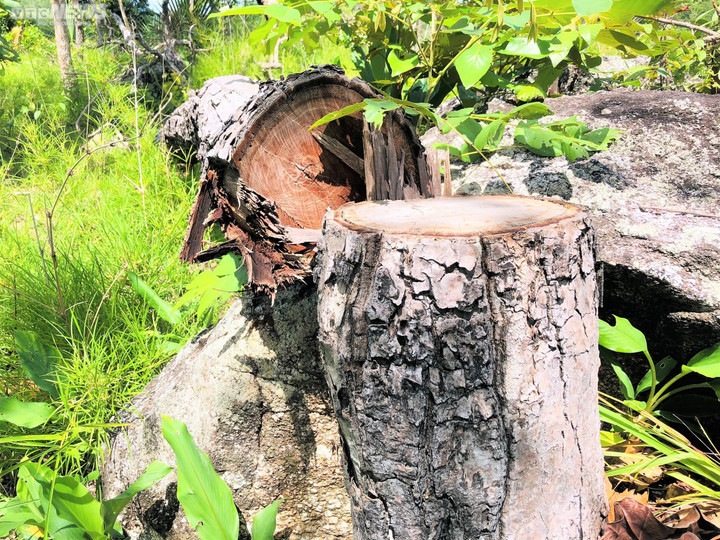 Ảnh: Rừng tự nhiên ở Gia Lai bị lâm tặc phá tan hoang - 2