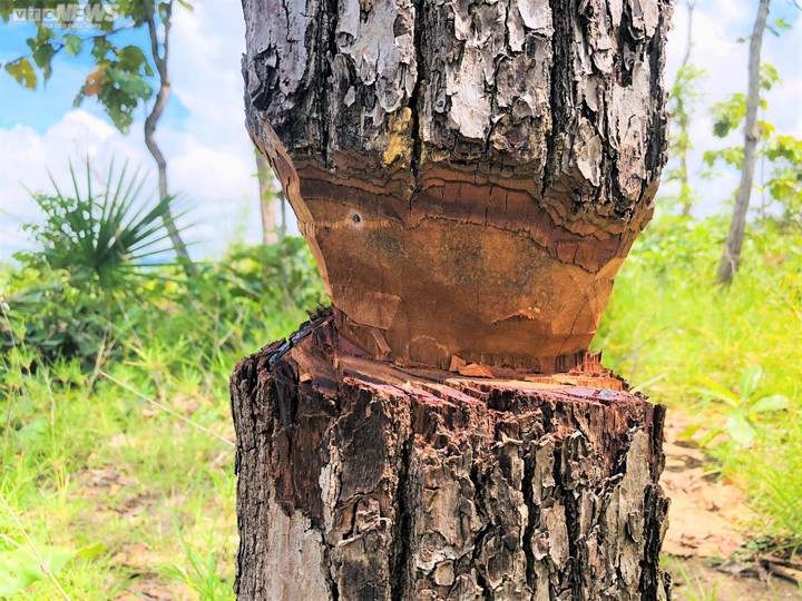 Ảnh: Rừng tự nhiên ở Gia Lai bị lâm tặc phá tan hoang - 3