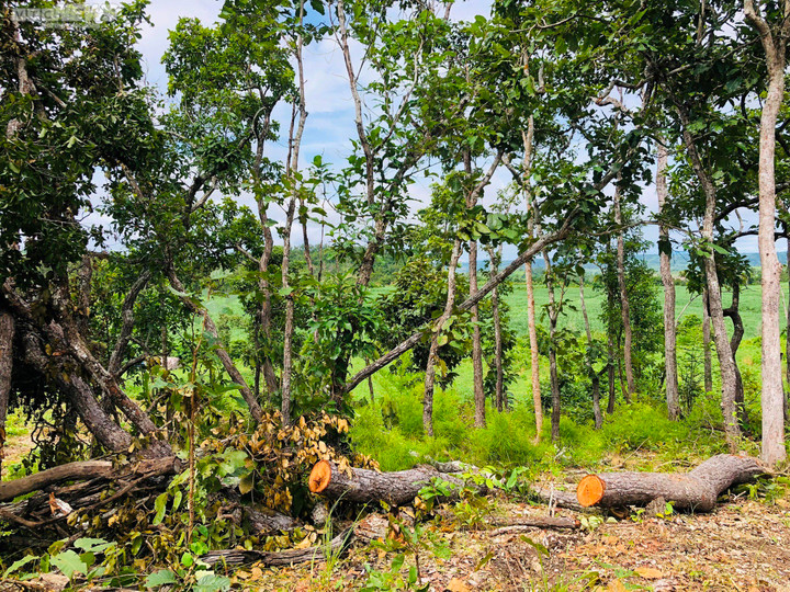 Ảnh: Rừng tự nhiên ở Gia Lai bị lâm tặc phá tan hoang - 1
