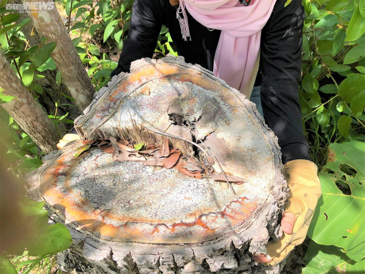 Ảnh: Rừng tự nhiên ở Gia Lai bị lâm tặc phá tan hoang - 9