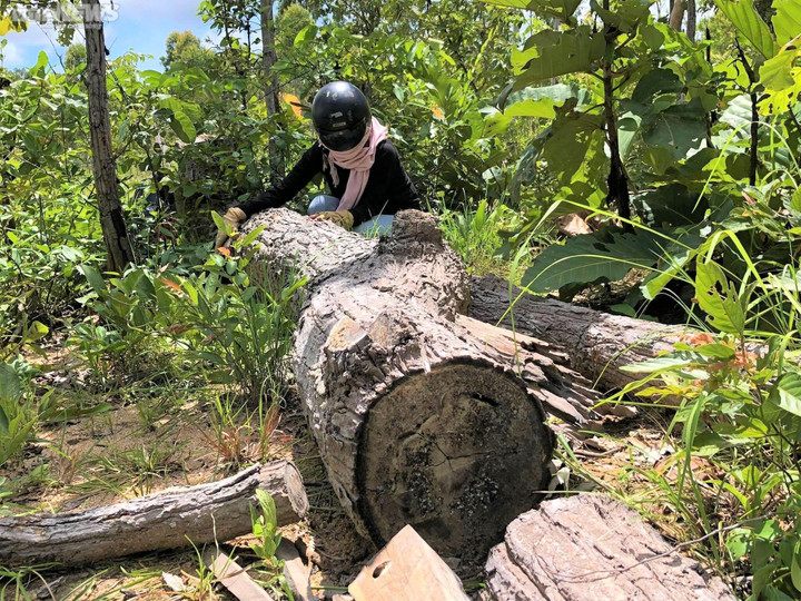 Ảnh: Rừng tự nhiên ở Gia Lai bị lâm tặc phá tan hoang - 8