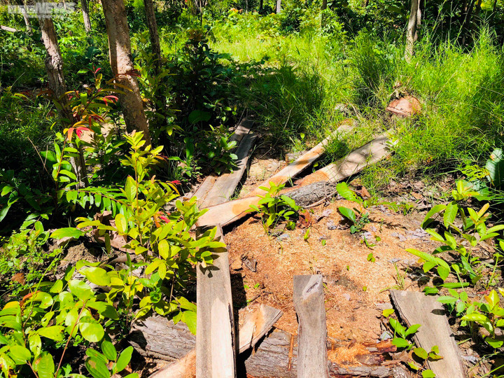 Ảnh: Rừng tự nhiên ở Gia Lai bị lâm tặc phá tan hoang - 7