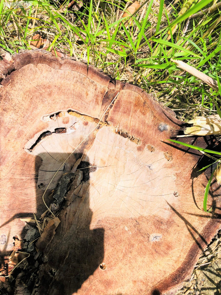 Ảnh: Rừng tự nhiên ở Gia Lai bị lâm tặc phá tan hoang - 5