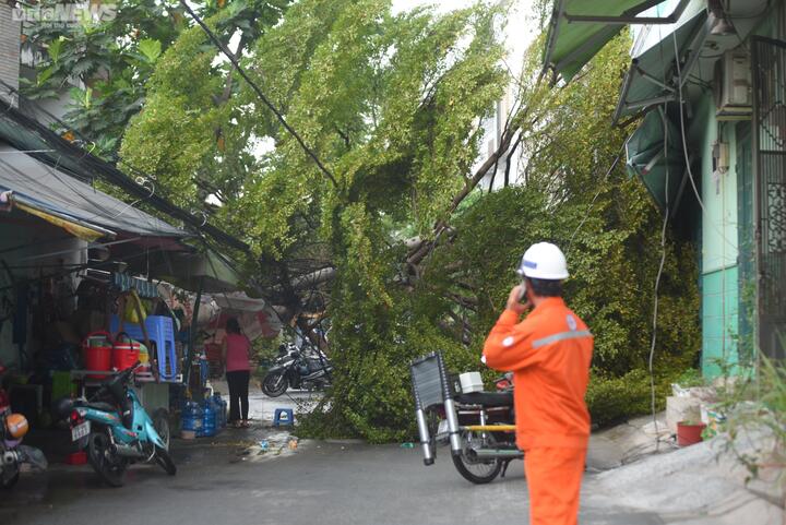 Cây xanh bật gốc trong mưa lớn ở TP.HCM - 1