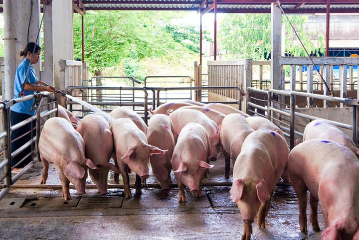 Giá heo hơi hôm nay 9/10: Tiếp tục biến động trái chiều 1.000 – 3.000 đồng/kg - 1