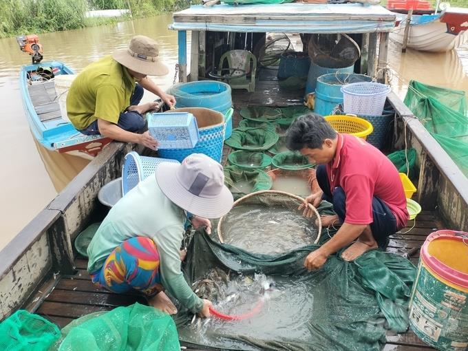 Vào mùa cá linh đầu nguồn biên giới - 2