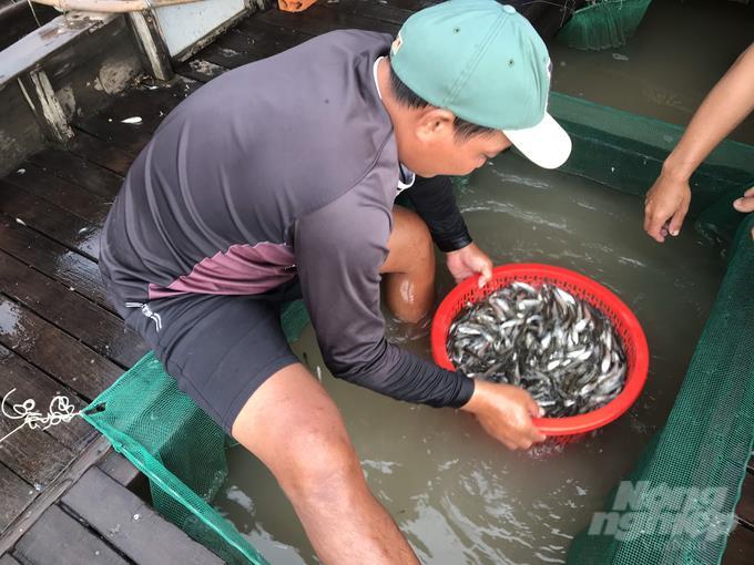 Vào mùa cá linh đầu nguồn biên giới - 3