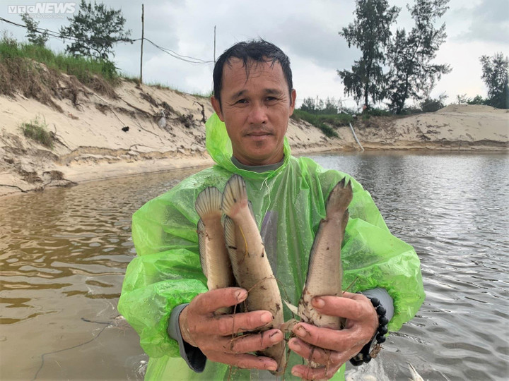 Nông dân ở Quảng Bình trắng tay sau trận dông sét làm chết hơn 3 tấn cá lóc - 1