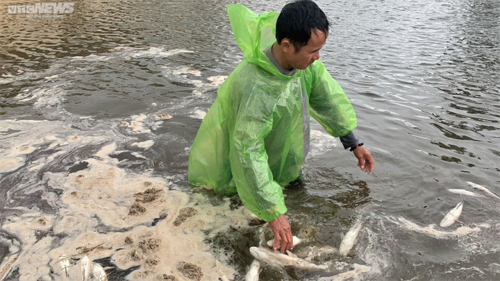 Nông dân ở Quảng Bình trắng tay sau trận dông sét làm chết hơn 3 tấn cá lóc - 4