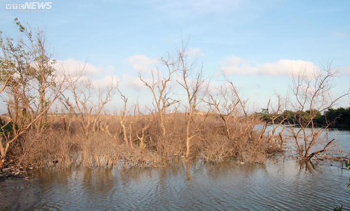 Cánh rừng ngập mặn ở Hải Phòng chết khô: Quận và Sở đẩy trách nhiệm cho nhau - 1