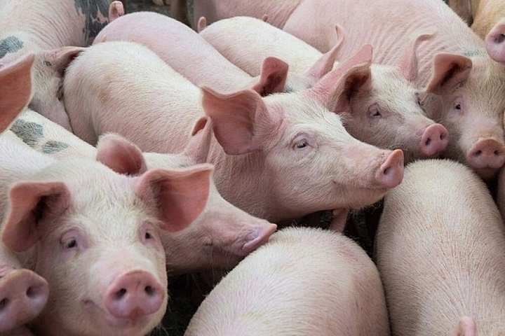 Giá heo hơi hôm nay 14/10: Tăng nhẹ 1.000 đồng/kg - 1