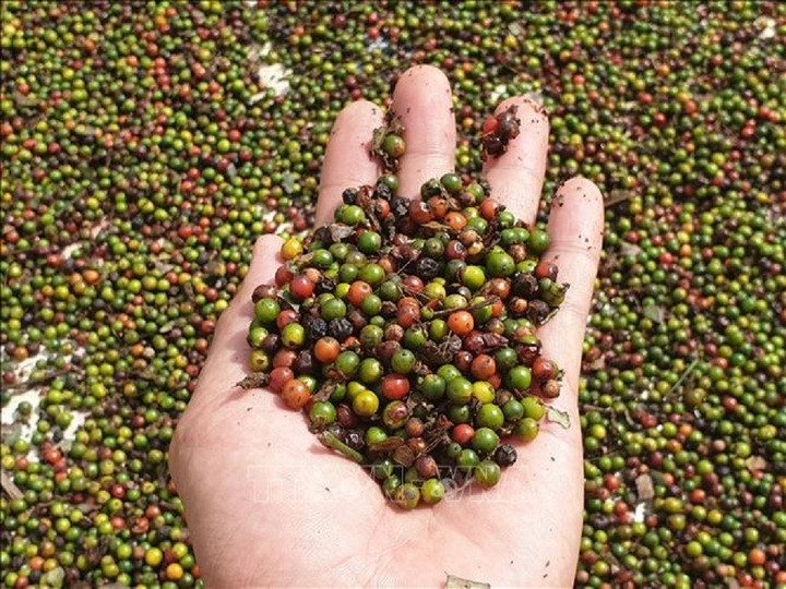 Giá tiêu hôm nay 14/10: Ổn định ở mức 60.000 - 62.500 đồng/kg - 1