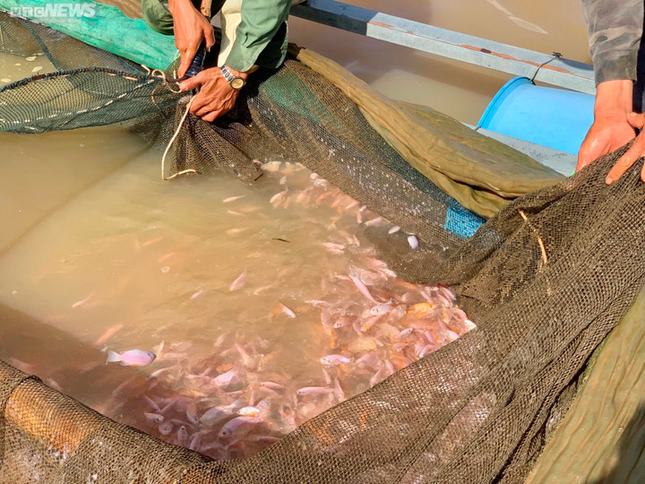 Ảnh: Đổ xô nuôi cá trên hồ thủy điện, người dân thu lãi nửa tỉ đồng mỗi năm - 4