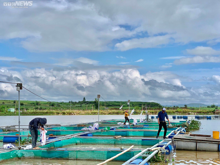 Ảnh: Đổ xô nuôi cá trên hồ thủy điện, người dân thu lãi nửa tỉ đồng mỗi năm - 2