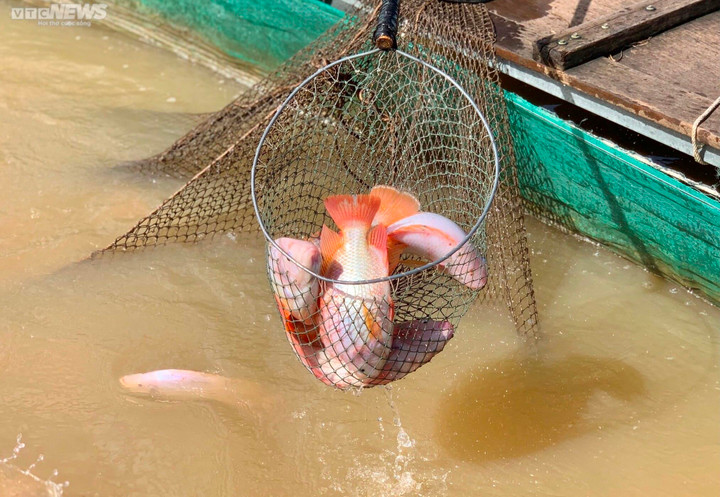 Ảnh: Đổ xô nuôi cá trên hồ thủy điện, người dân thu lãi nửa tỉ đồng mỗi năm - 8