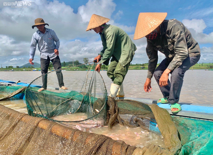 Ảnh: Đổ xô nuôi cá trên hồ thủy điện, người dân thu lãi nửa tỉ đồng mỗi năm - 9