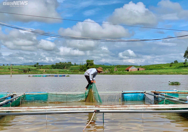 Ảnh: Đổ xô nuôi cá trên hồ thủy điện, người dân thu lãi nửa tỉ đồng mỗi năm - 10