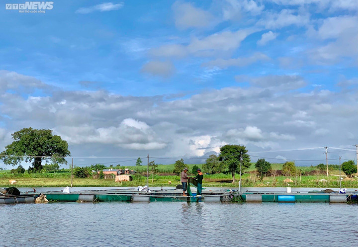 Ảnh: Đổ xô nuôi cá trên hồ thủy điện, người dân thu lãi nửa tỉ đồng mỗi năm - 1
