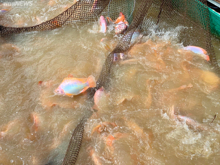 Ảnh: Đổ xô nuôi cá trên hồ thủy điện, người dân thu lãi nửa tỉ đồng mỗi năm - 5