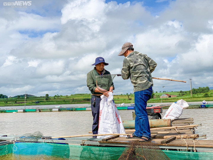 Ảnh: Đổ xô nuôi cá trên hồ thủy điện, người dân thu lãi nửa tỉ đồng mỗi năm - 7