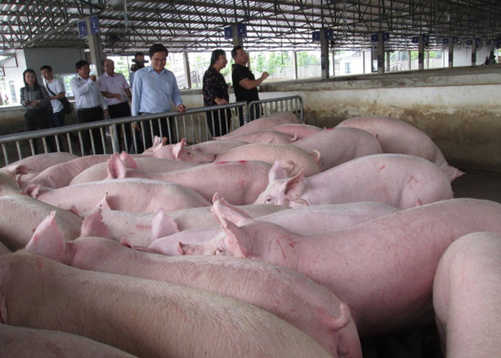Giá heo hơi hôm nay 15/10: Giảm mạnh nhất 3.000 đồng/kg - 1