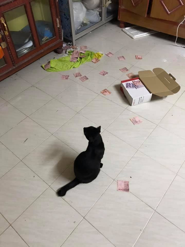 Chú mèo 'phản phúc' vạch trần bí mật chủ nhân mình giấu vợ bấy lâu nay - 2