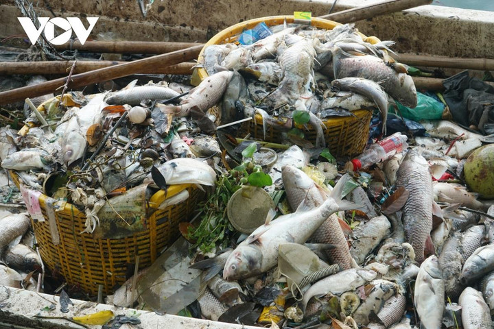 UBND TP Hà Nội yêu cầu khẩn trương tìm nguyên nhân cá chết hàng loạt ở Hồ Tây - 2