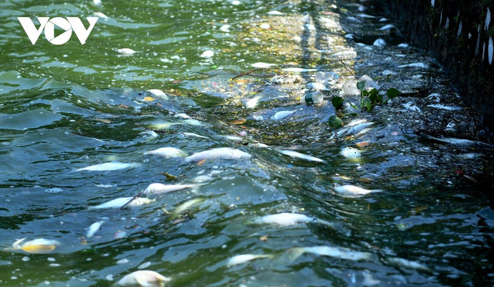 UBND TP Hà Nội yêu cầu khẩn trương tìm nguyên nhân cá chết hàng loạt ở Hồ Tây - 1