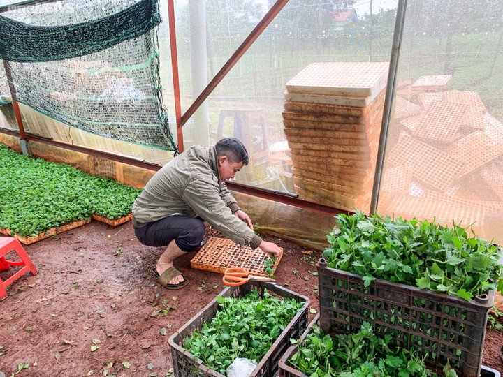 Ảnh: Liều trồng hoa cúc trên đất đỏ bazan, thu lãi cả tỷ đồng mỗi năm - 9