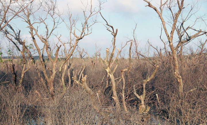 Rừng ngập mặn ở Hải Phòng chết khô: Sở yêu cầu quận tiếp tục chỉ đạo điều tra - 2