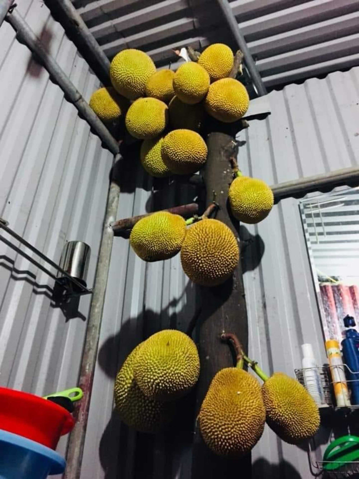 Kinh ngạc ngắm các cây mít 'vỡ kế hoạch', tranh nhau mọc trái chi chít - 8