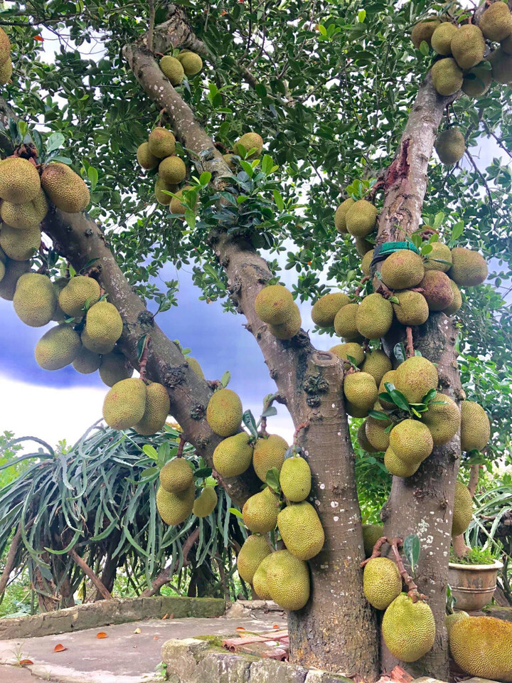 Kinh ngạc ngắm các cây mít 'vỡ kế hoạch', tranh nhau mọc trái chi chít - 3