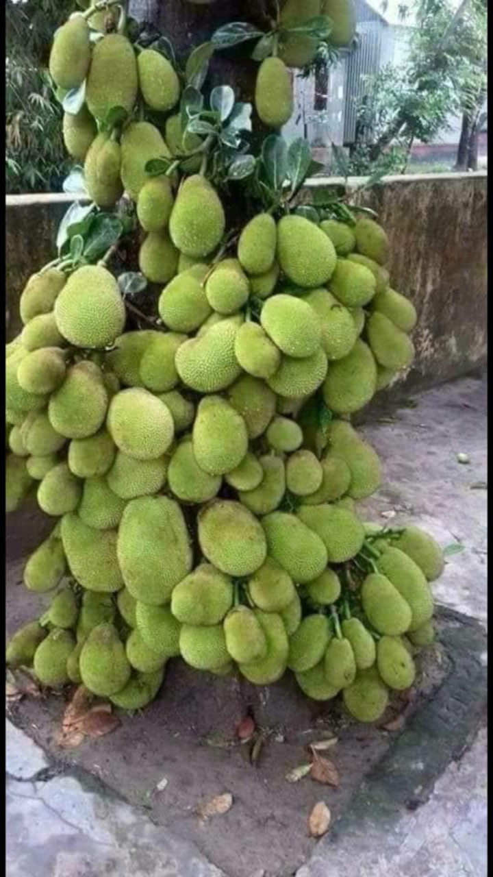 Kinh ngạc ngắm các cây mít 'vỡ kế hoạch', tranh nhau mọc trái chi chít - 2