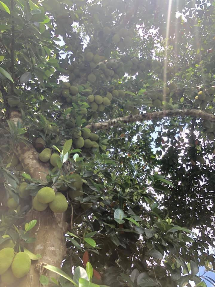 Kinh ngạc ngắm các cây mít 'vỡ kế hoạch', tranh nhau mọc trái chi chít - 6