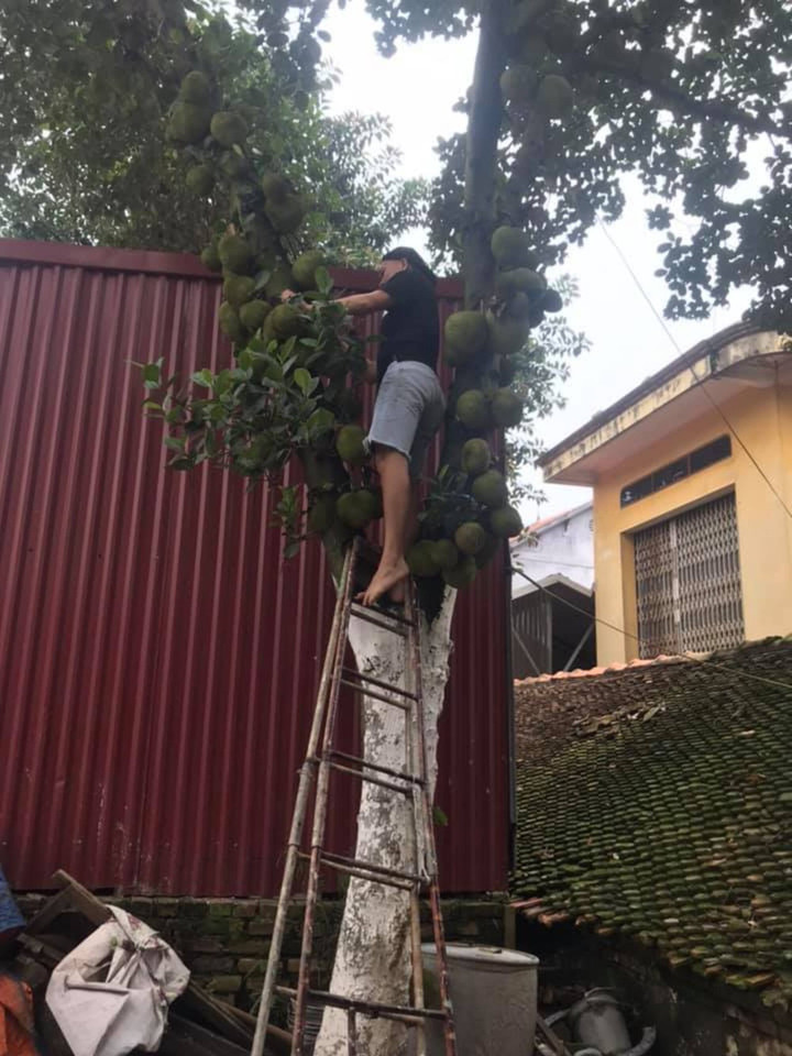 Kinh ngạc ngắm các cây mít 'vỡ kế hoạch', tranh nhau mọc trái chi chít - 7