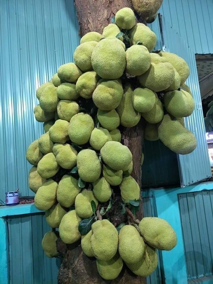 Kinh ngạc ngắm các cây mít 'vỡ kế hoạch', tranh nhau mọc trái chi chít - 1