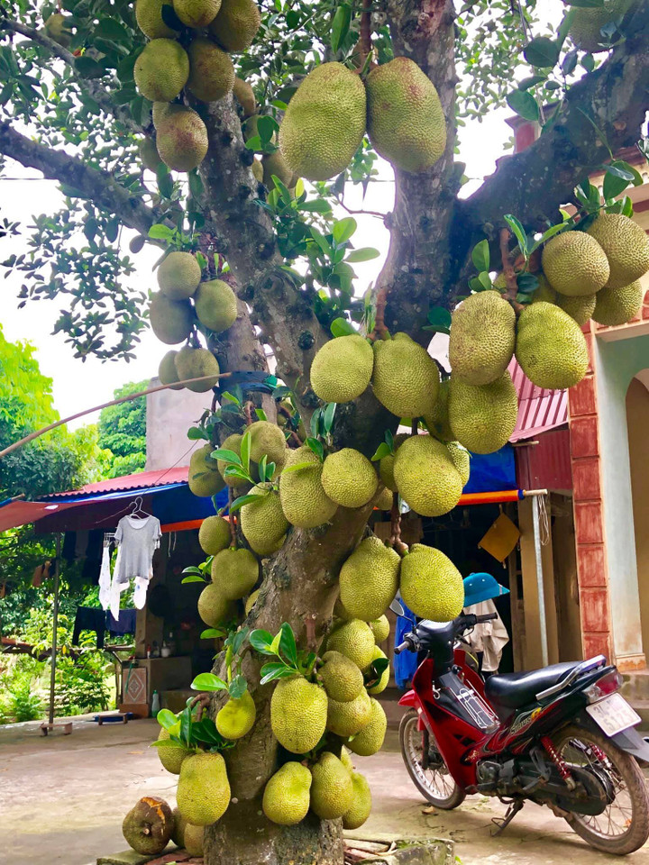 Kinh ngạc ngắm các cây mít 'vỡ kế hoạch', tranh nhau mọc trái chi chít - 4